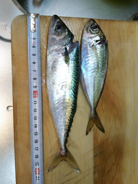 アジング，今週の外道